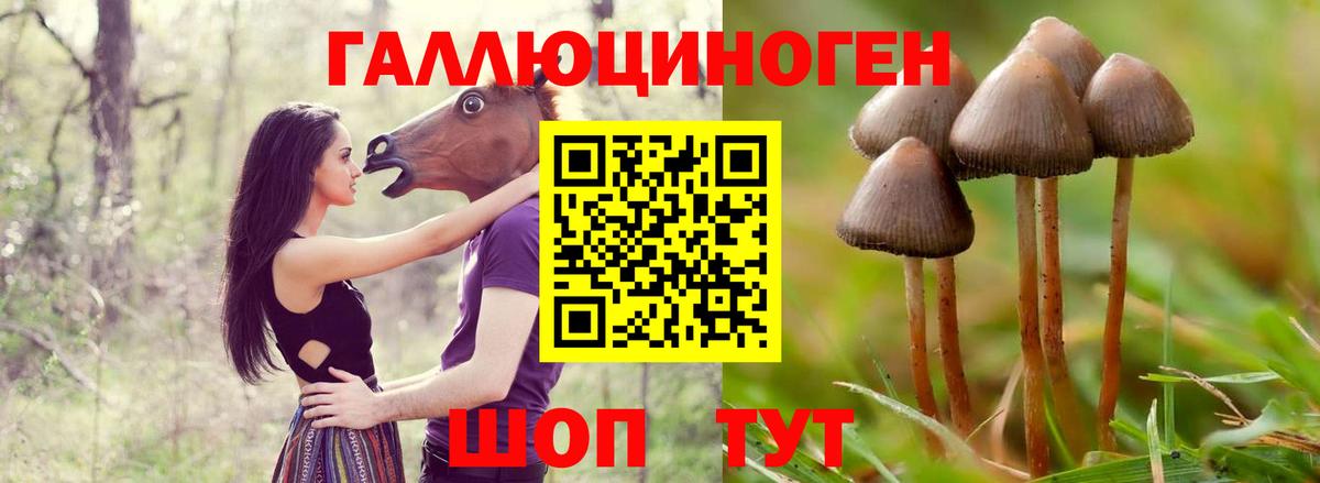 как найти закладки  Вход с VPN  Дмитров  Псилоцибиновые грибы мицелий 